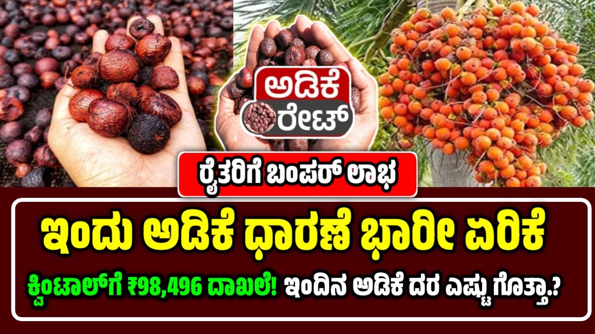 ಅಡಿಕೆ ಬೆಲೆ ಭಾರೀ ಏರಿಕೆ