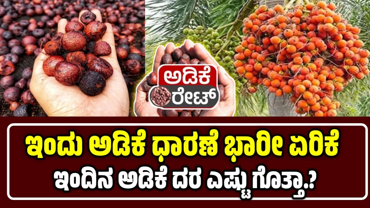 ಇಂದಿನ ಅಡಿಕೆ ಮಾರುಕಟ್ಟೆ ದರ